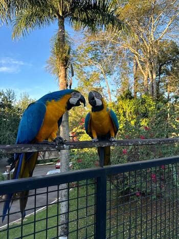 Fazendinha com Animais em Socorro SP