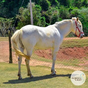 Hotel Fazenda com Cavalos em SP