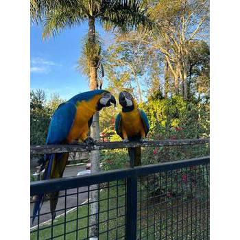 Fazendinha com Animais em Socorro SP